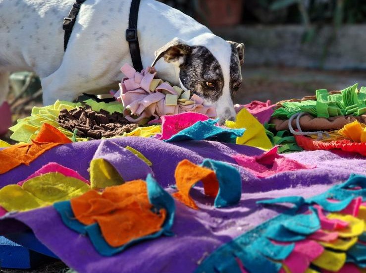 Lunamhi, il cane di Ole e Ilvia, affacciato dal finestrino
