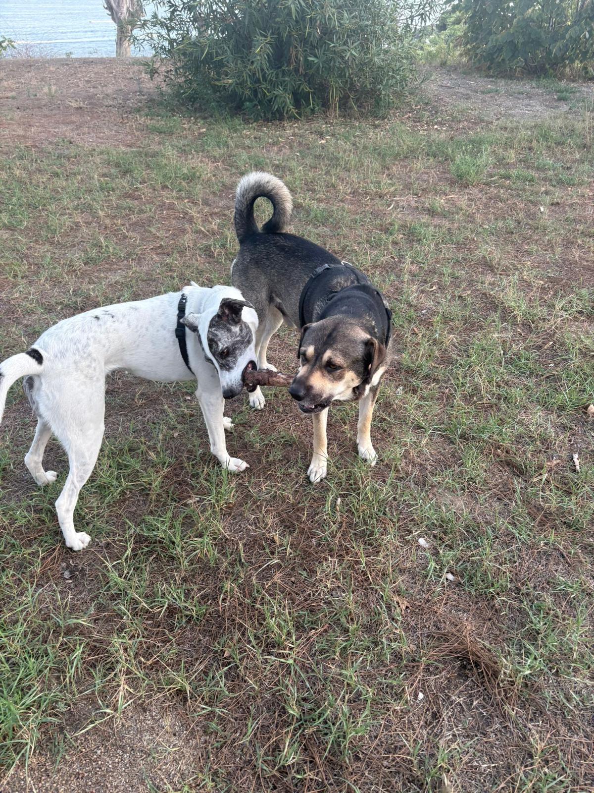 Lunamhi gioca con un altro cane condividendo un bastoncino